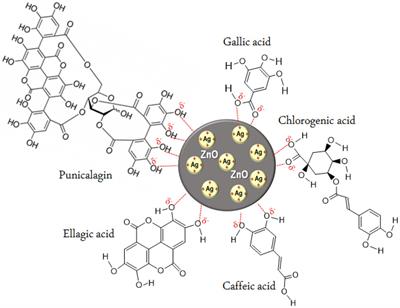 Enhanced antibacterial and anticancer activities of plant extract mediated green synthesized zinc oxide-silver nanoparticles